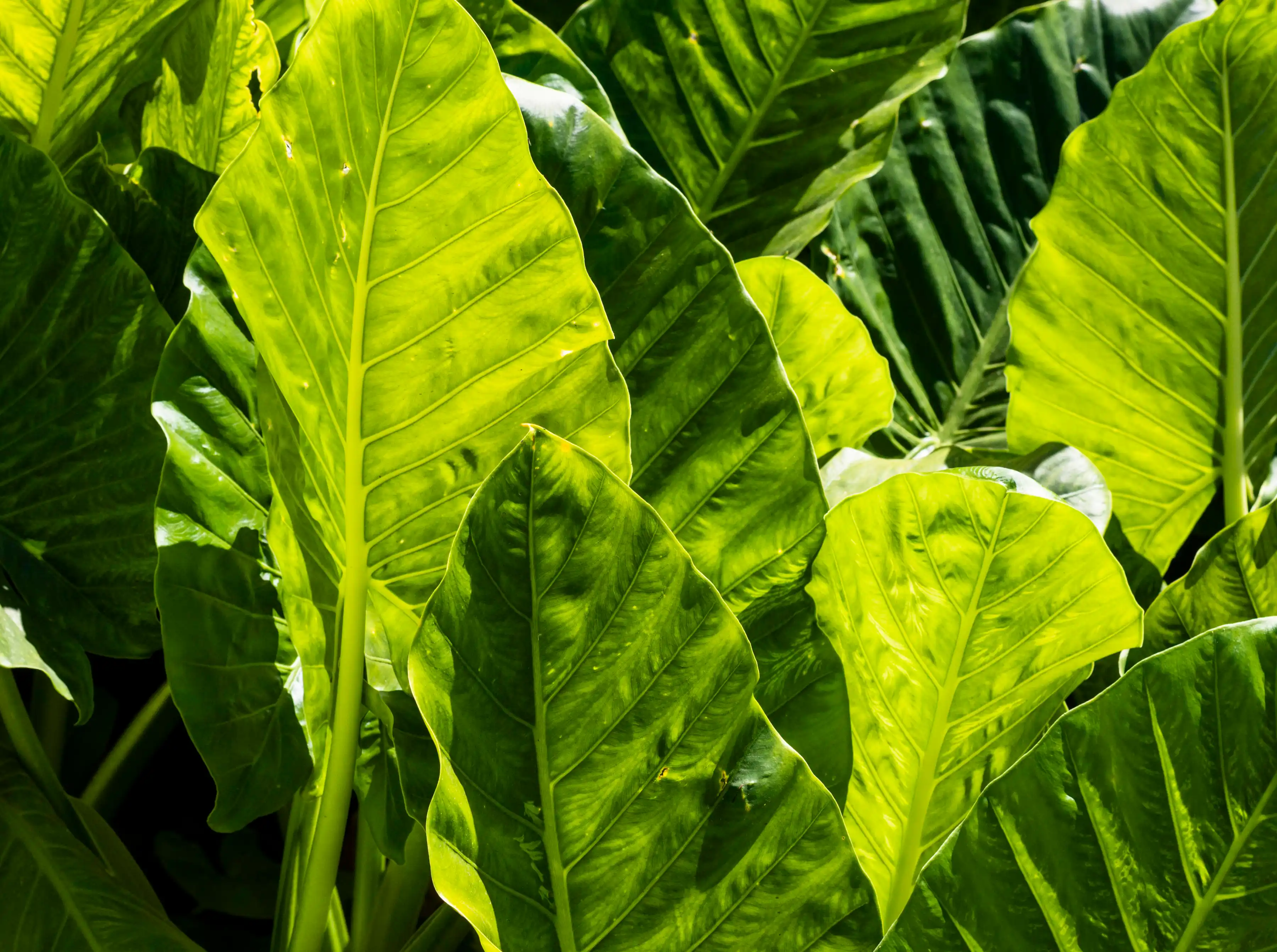 kiskeya tabacco farm